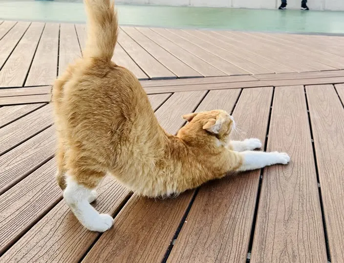 An orange-and-white cat stretching on a wooden promenade.